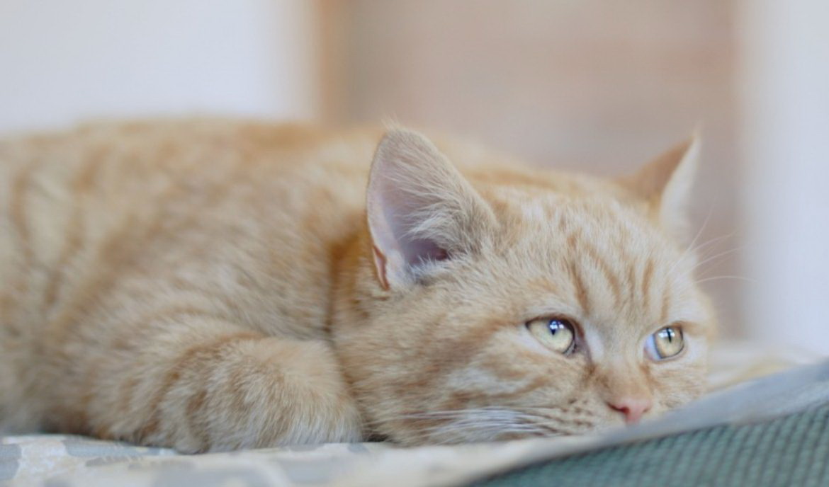 At genkende og behandle tarmobstruktion hos katte i god tid